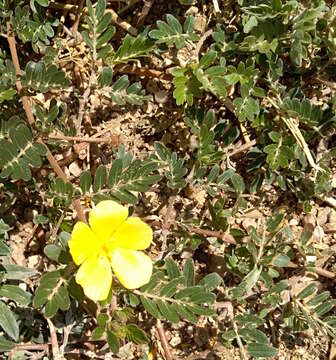 Image of Jamaican feverplant