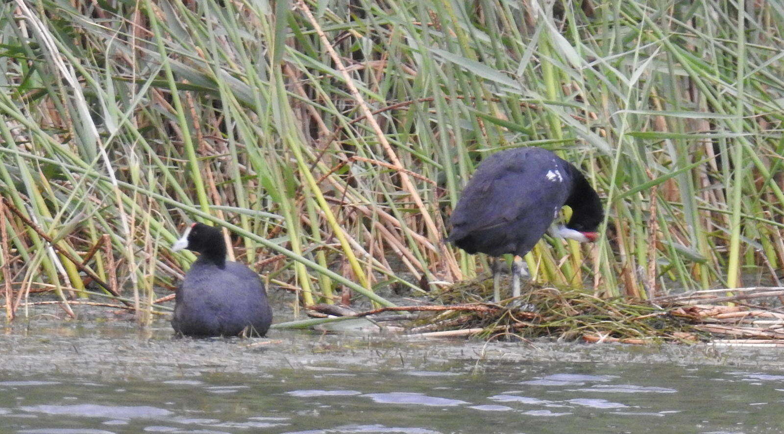 Imagem de Fulica cristata Gmelin & JF 1789