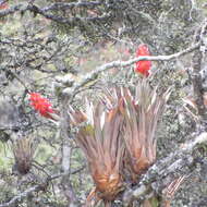 Tillandsia turneri Baker resmi