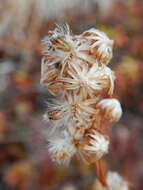 Image of Mt. Albert goldenrod