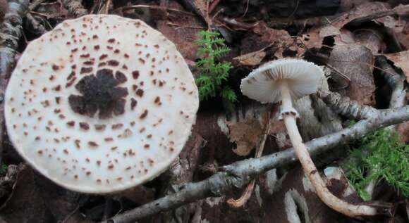 Слика од Lepiota felina (Pers.) P. Karst. 1879