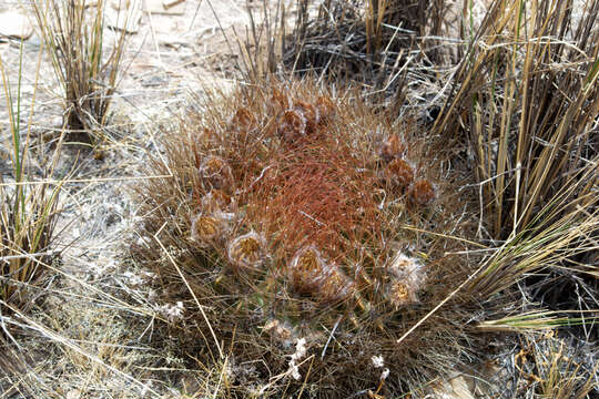 Imagem de Echinopsis chrysochete Werderm.