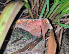 Image of Antheraea larissa (Westwood 1847)