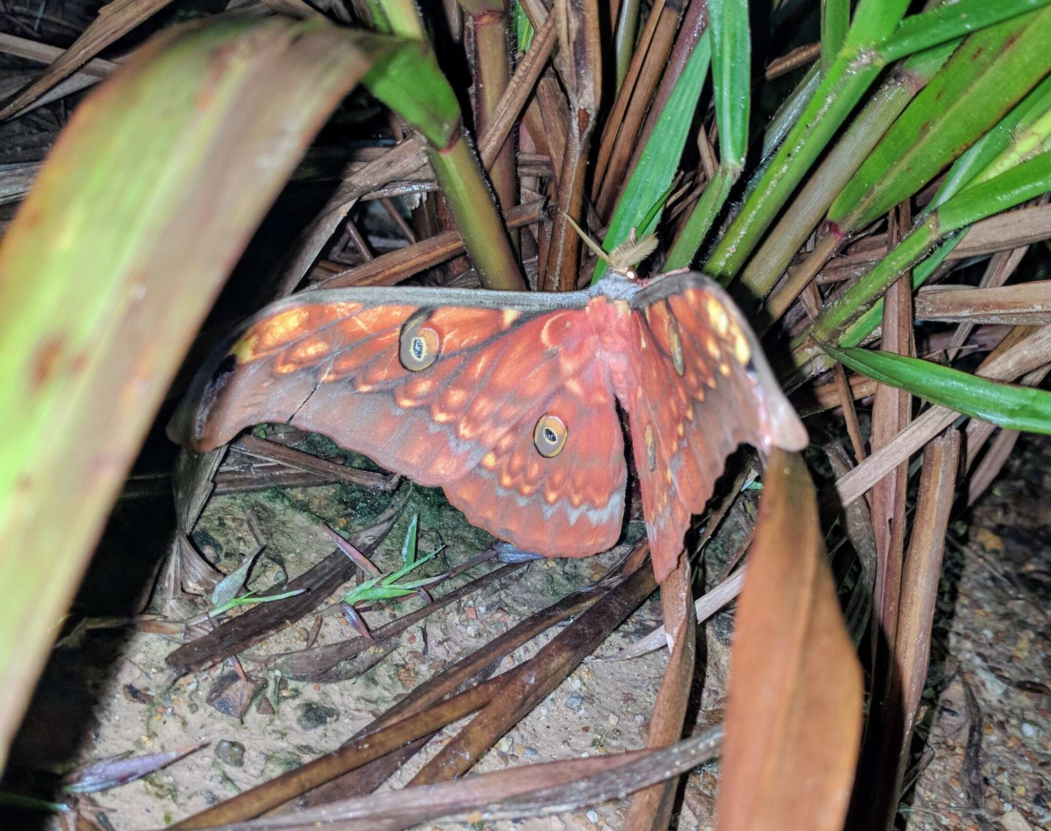 Image of Antheraea larissa (Westwood 1847)