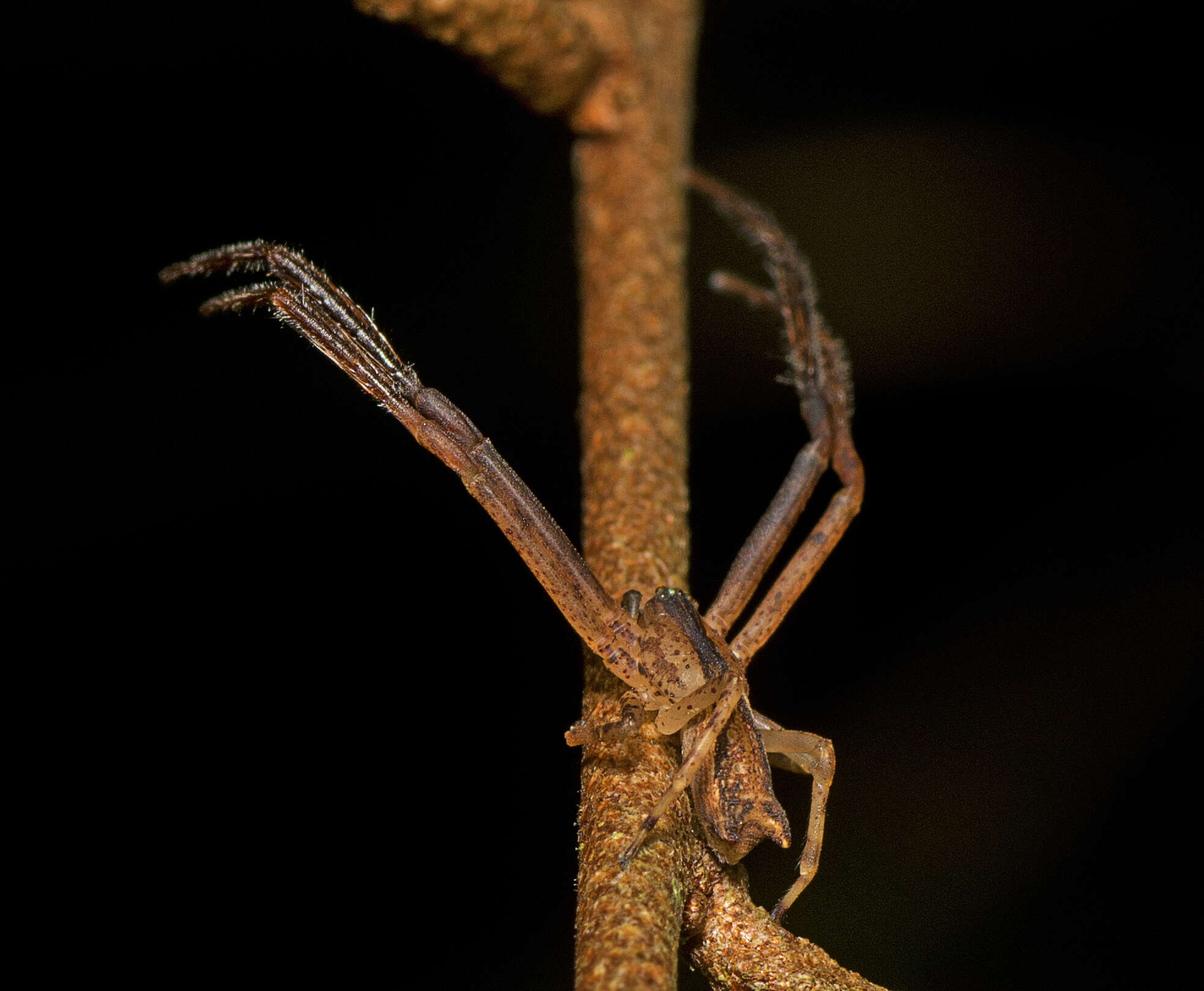Слика од Sidymella longipes (L. Koch 1874)