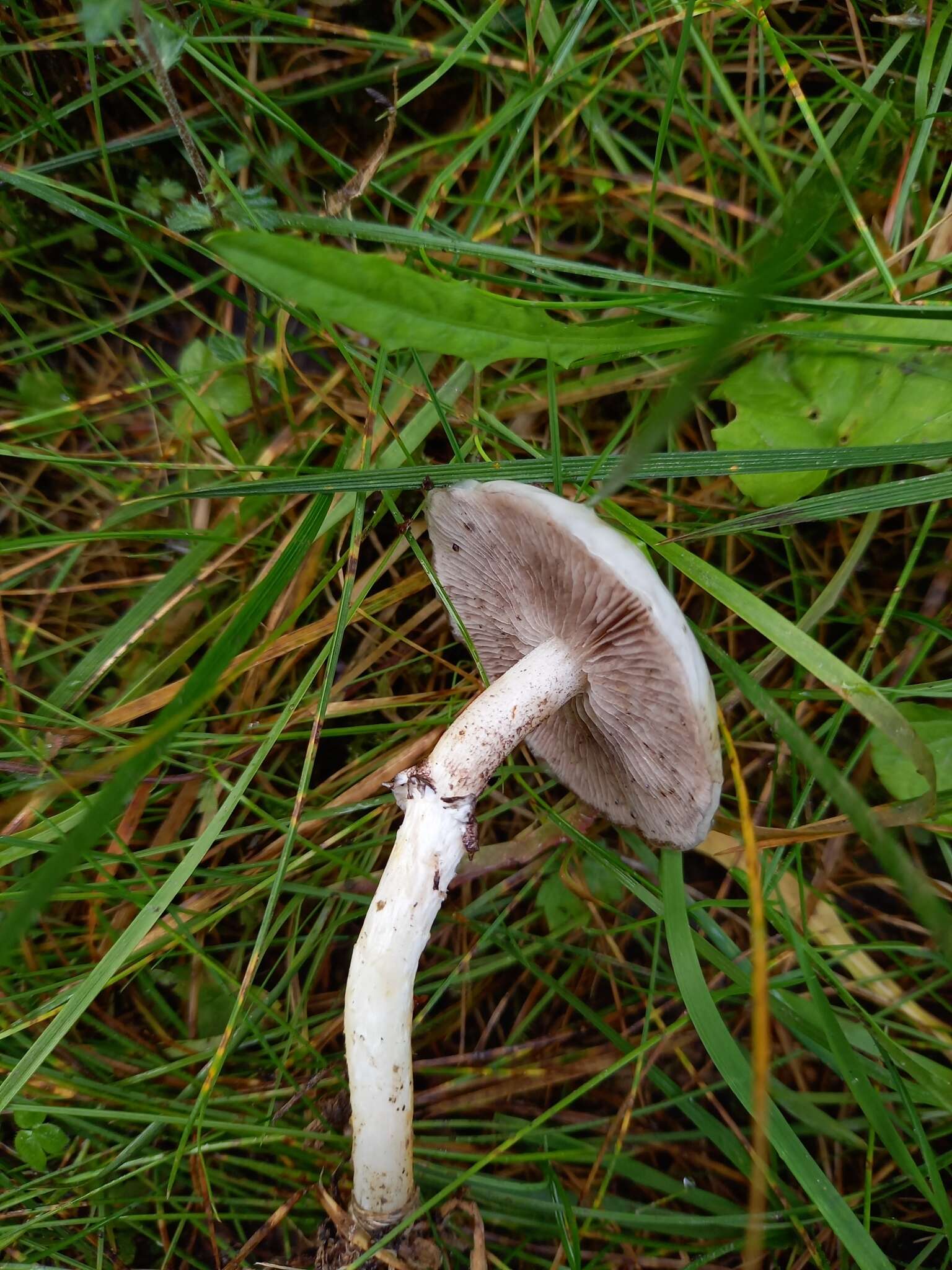 Imagem de Stropharia albonitens (Fr.) Quél. 1875