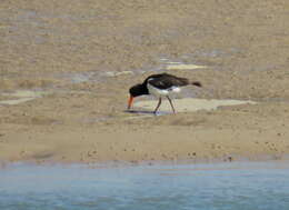 Image of Australian Pied Oystercatcher