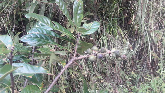 Lithocarpus elegans (Blume) Hatus. ex Soepadmo的圖片