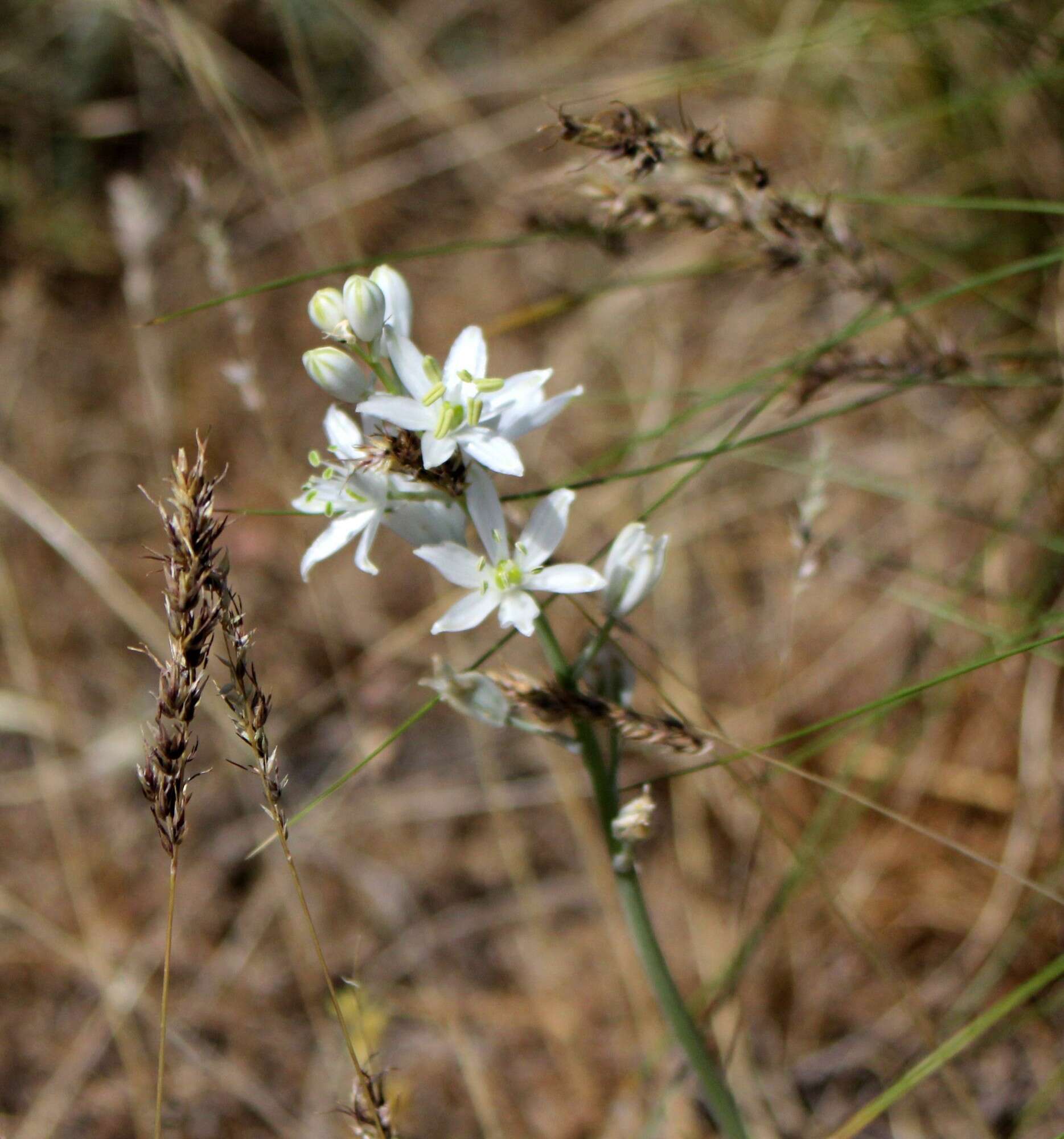 Image of Ornithogalum fischerianum Krasch.