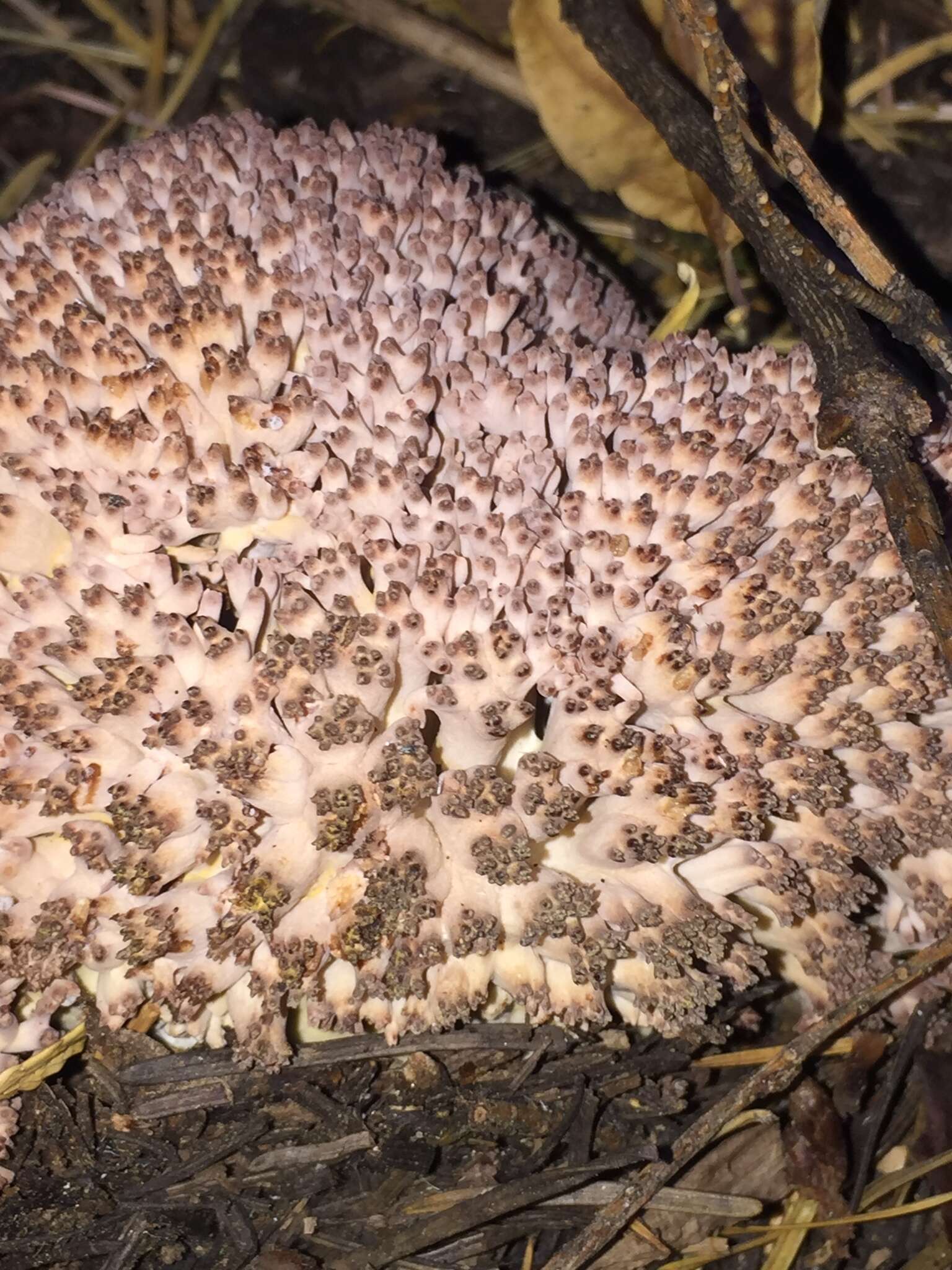 Image of Ramaria purpurissima R. H. Petersen & Scates 1988