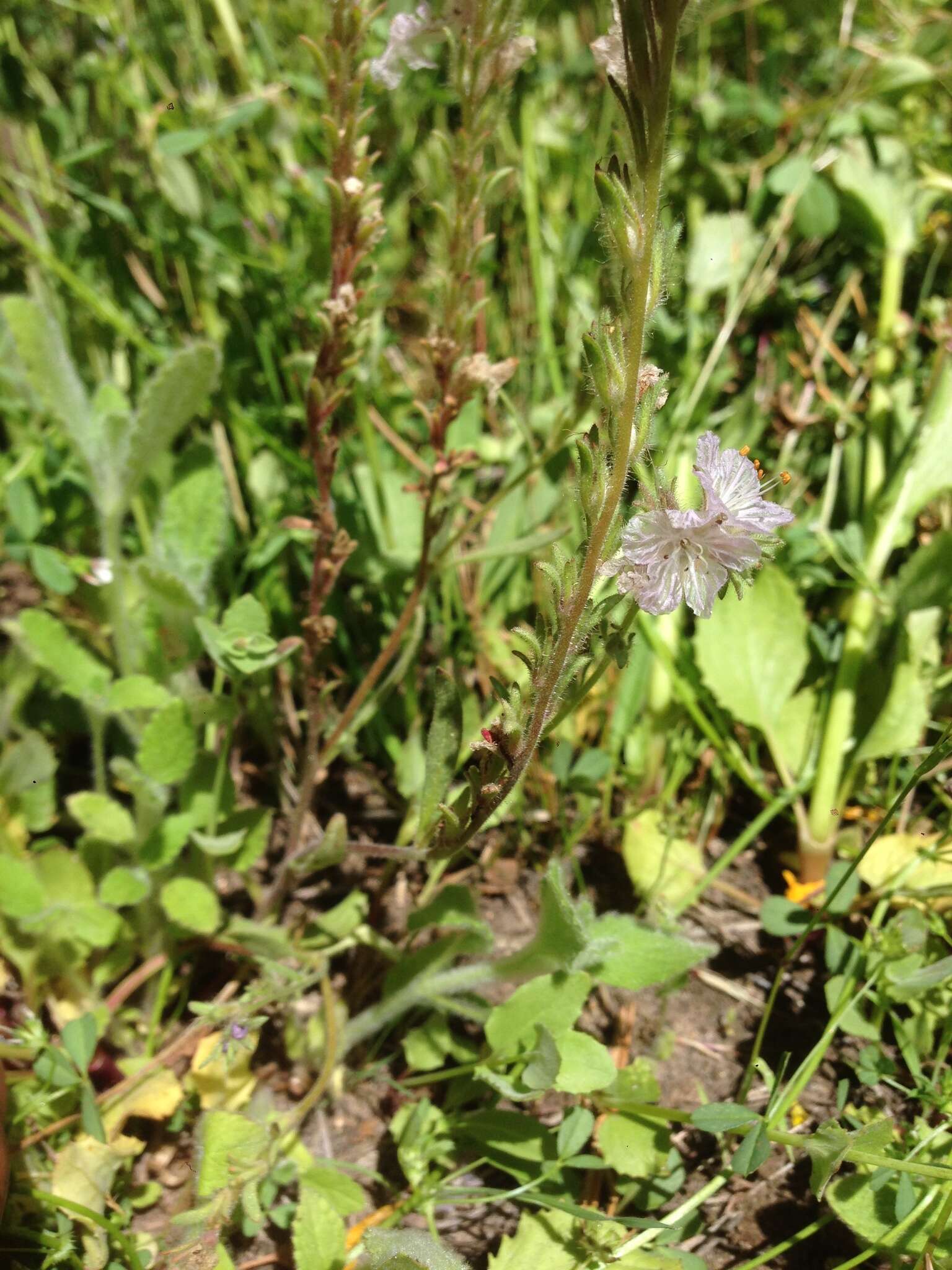 Image of Transverse Range phacelia