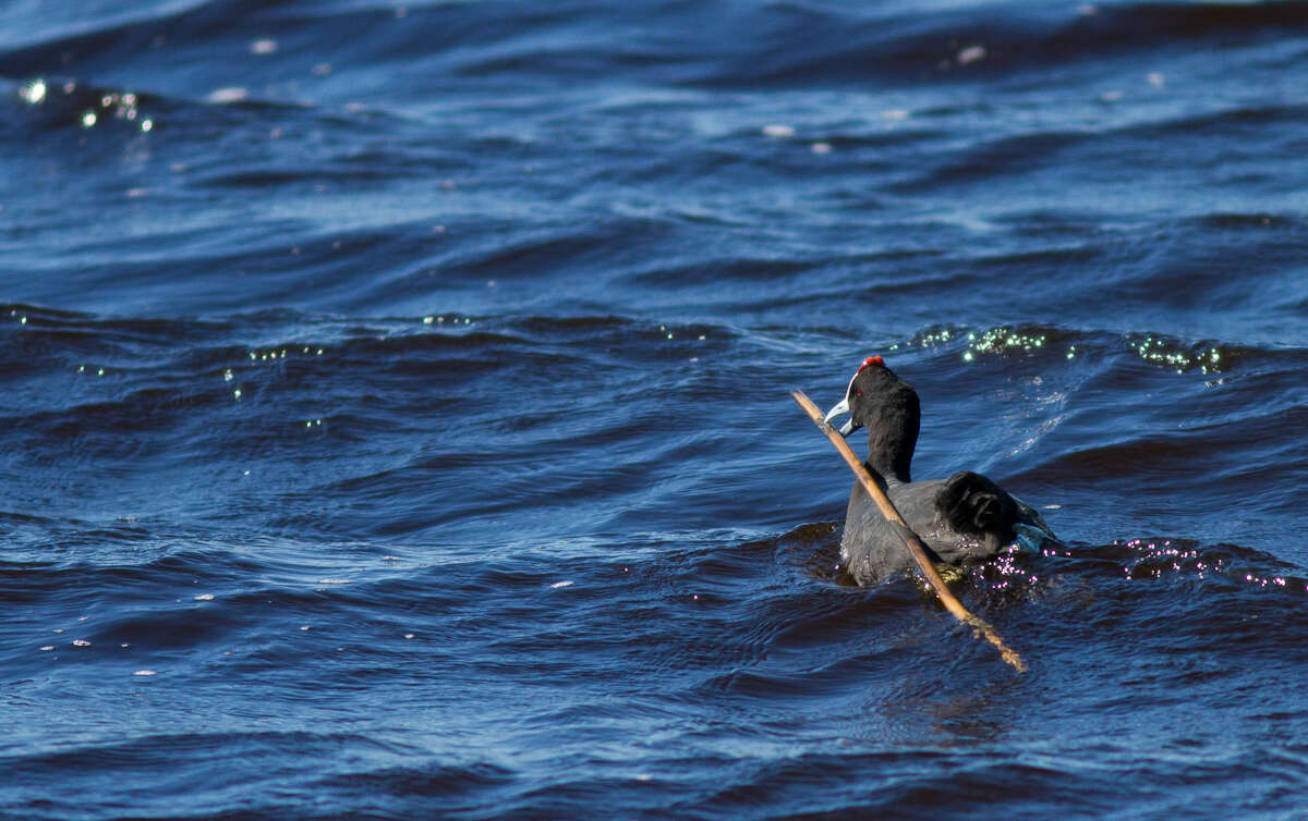 Imagem de Fulica cristata Gmelin & JF 1789