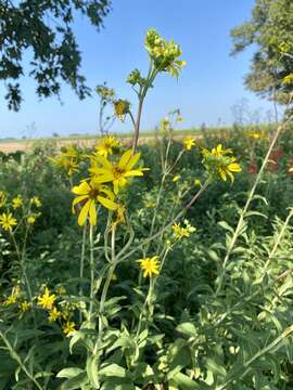 صورة Silphium asteriscus var. trifoliatum (L.) J. A. Clevinger