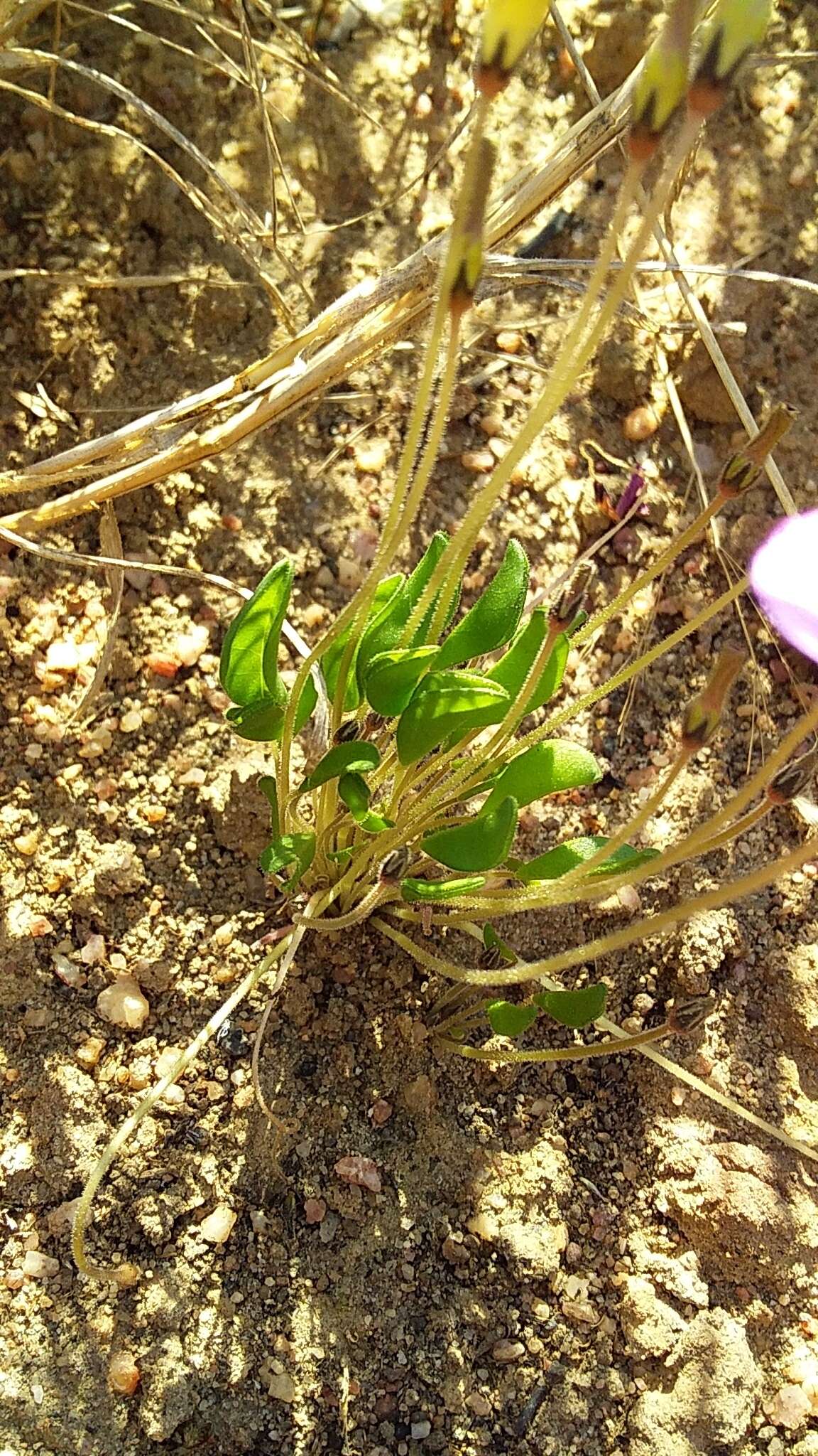 Image de Oxalis monophylla L.