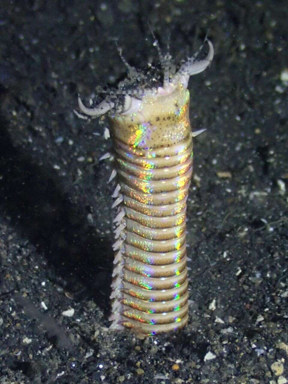 Image of Aphrodite worm