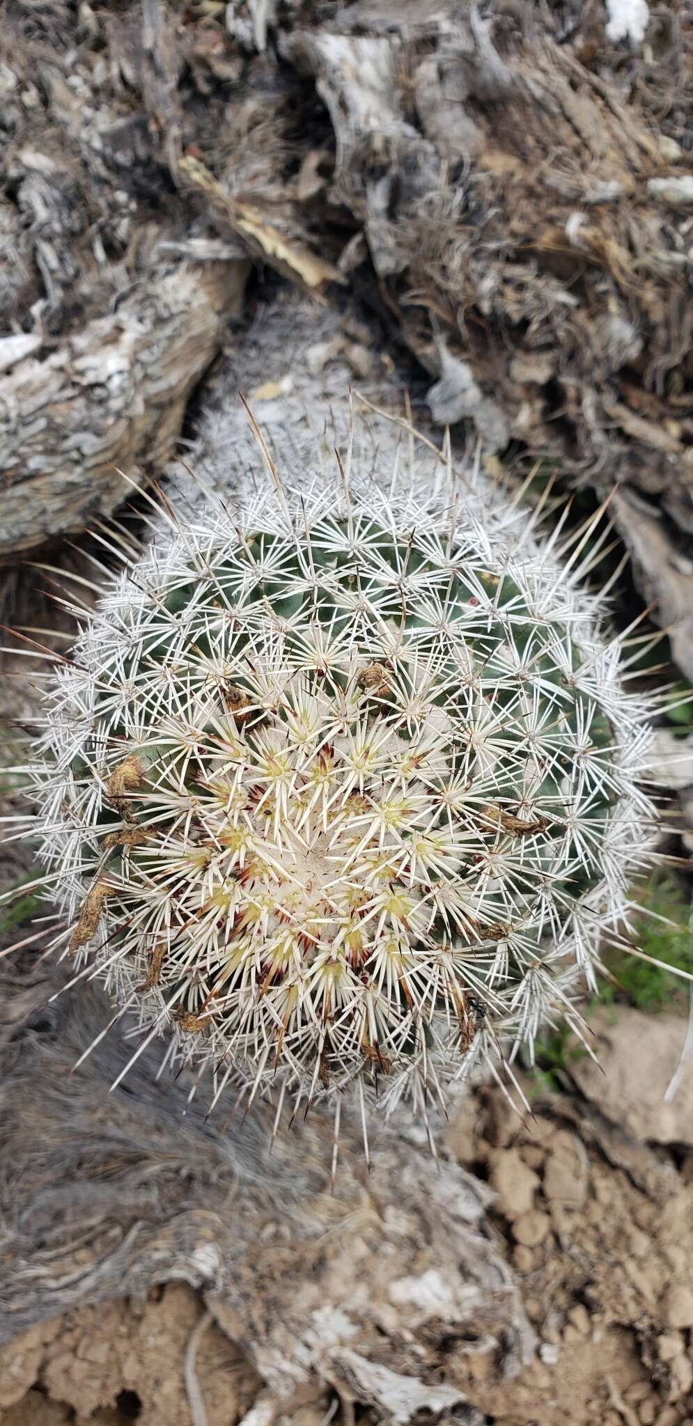 Image of Coryphantha potosiana (Jacobi) Glass & R. A. Foster