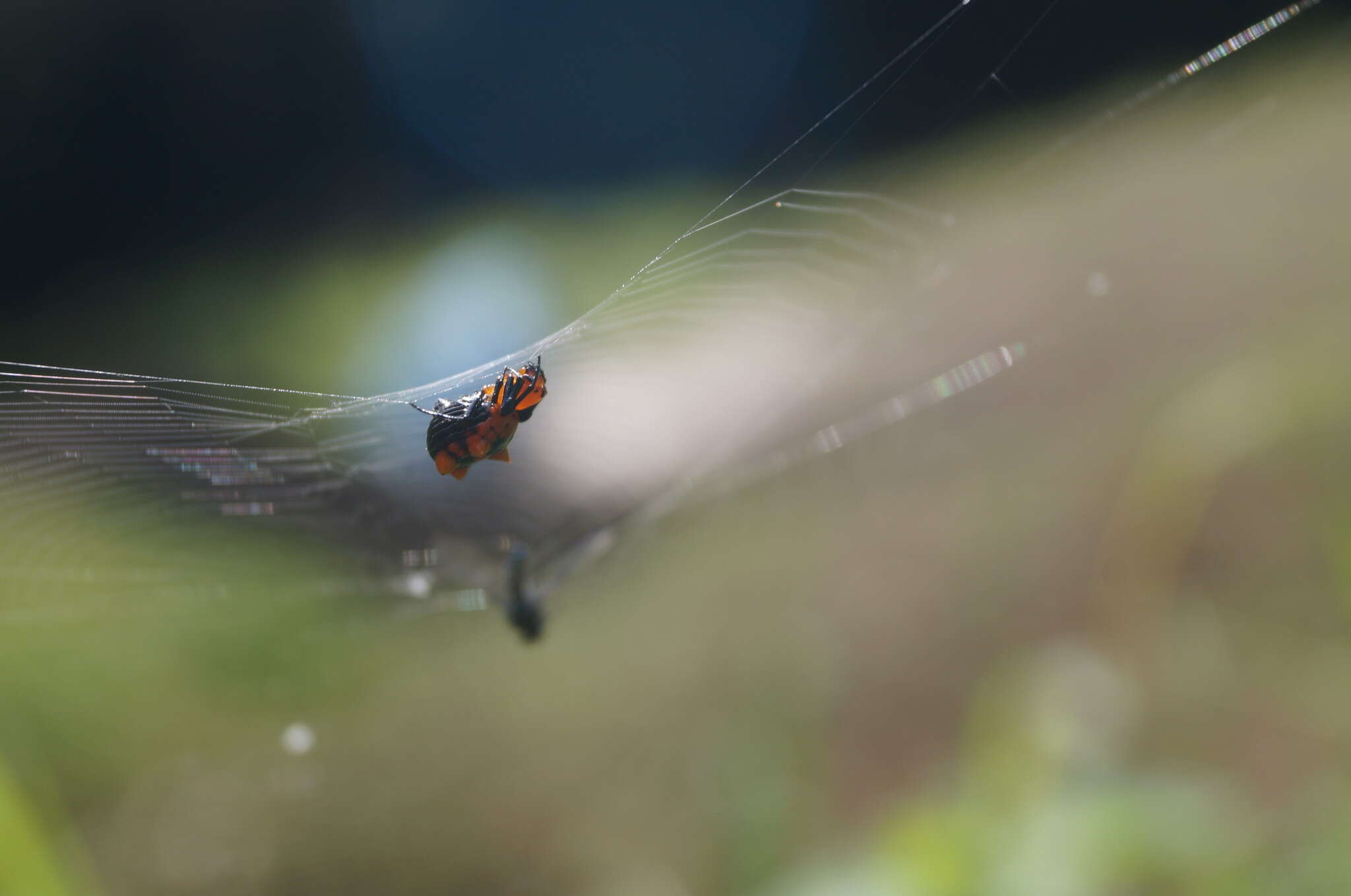 Image of Micrathena glyptogonoides Levi 1985