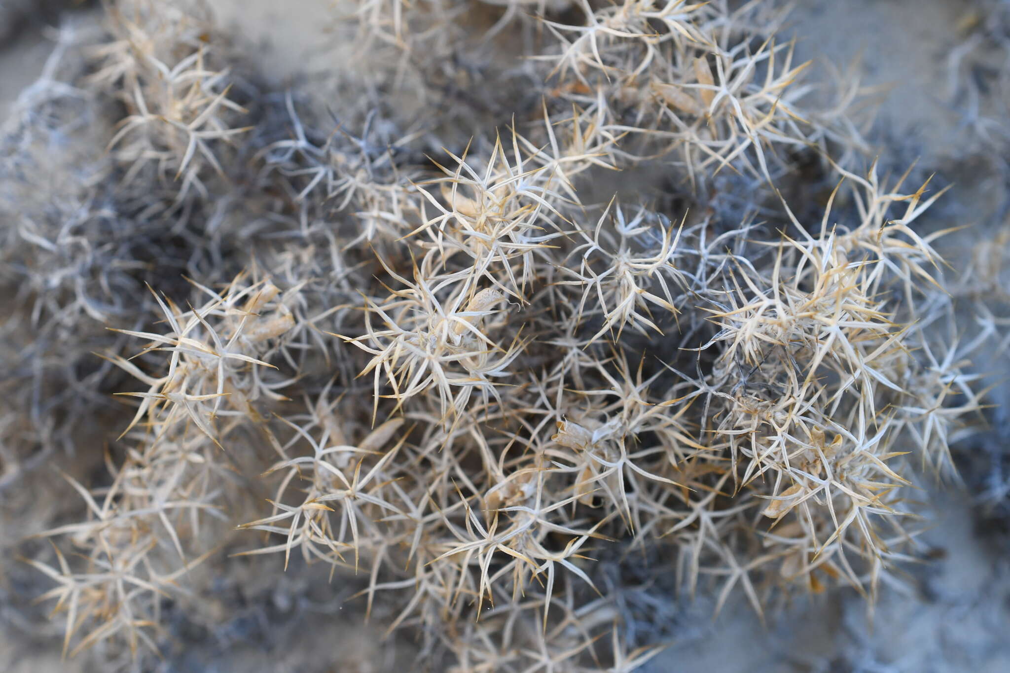 Plancia ëd Astragalus kentrophyta var. coloradoensis M. E. Jones