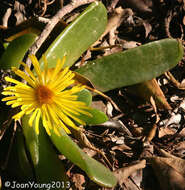 Image of Glottiphyllum longum (Haw.) N. E. Br.