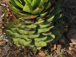 Aloe broomii var. broomii resmi