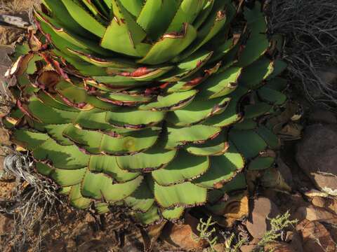 Aloe broomii var. broomii resmi