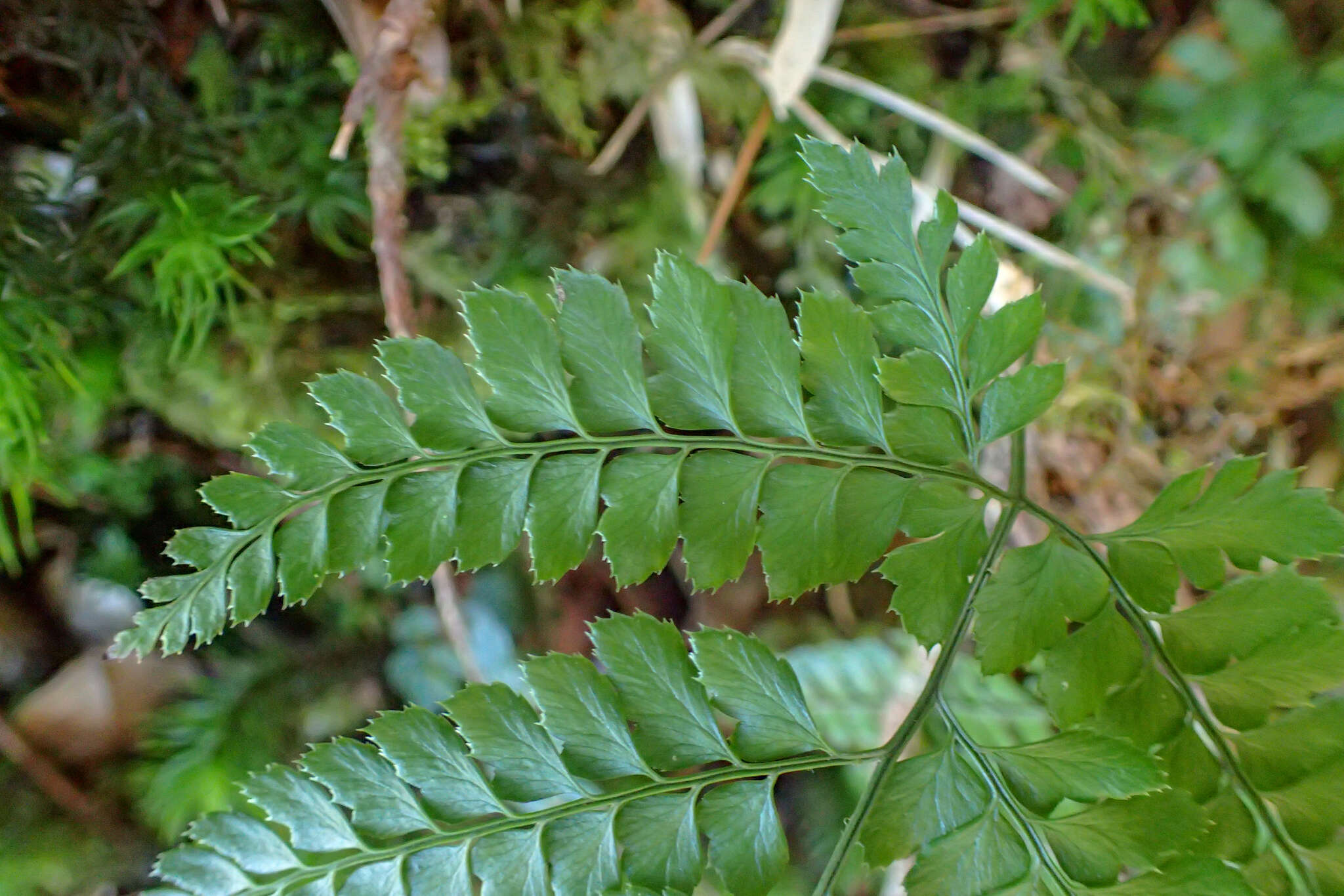 Image of Arachniodes rhomboidea (Schott) Ching