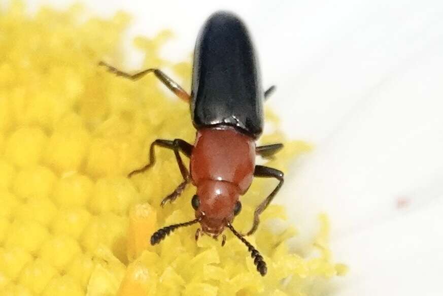 Image of Clover Stem Borer