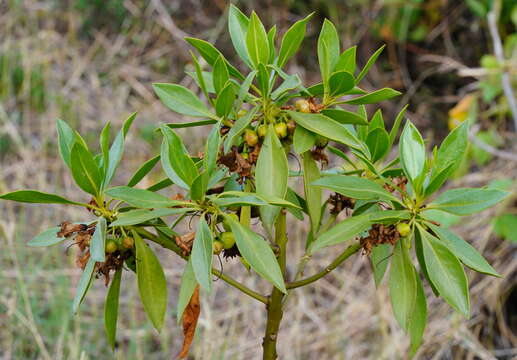 Image de Bontia bontioides (A. Gray) L. V. Aver'yanov