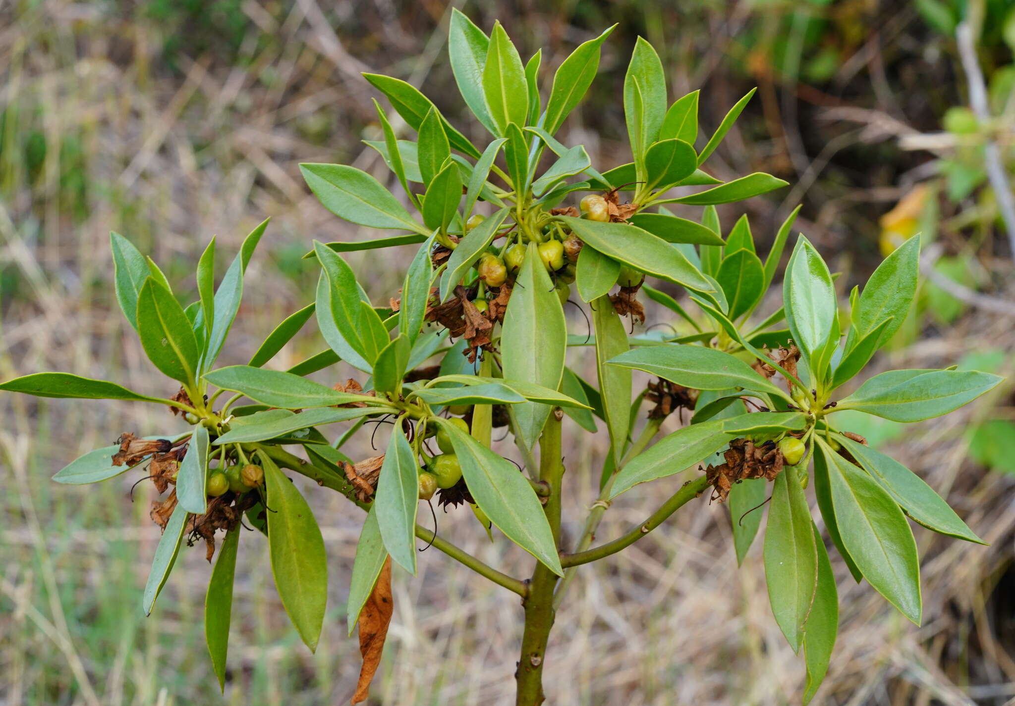 صورة Bontia bontioides (A. Gray) L. V. Aver'yanov