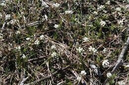 Imagem de Antennaria neglecta Greene