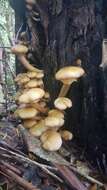 Image of Armillaria limonea (G. Stev.) Boesew. 1977