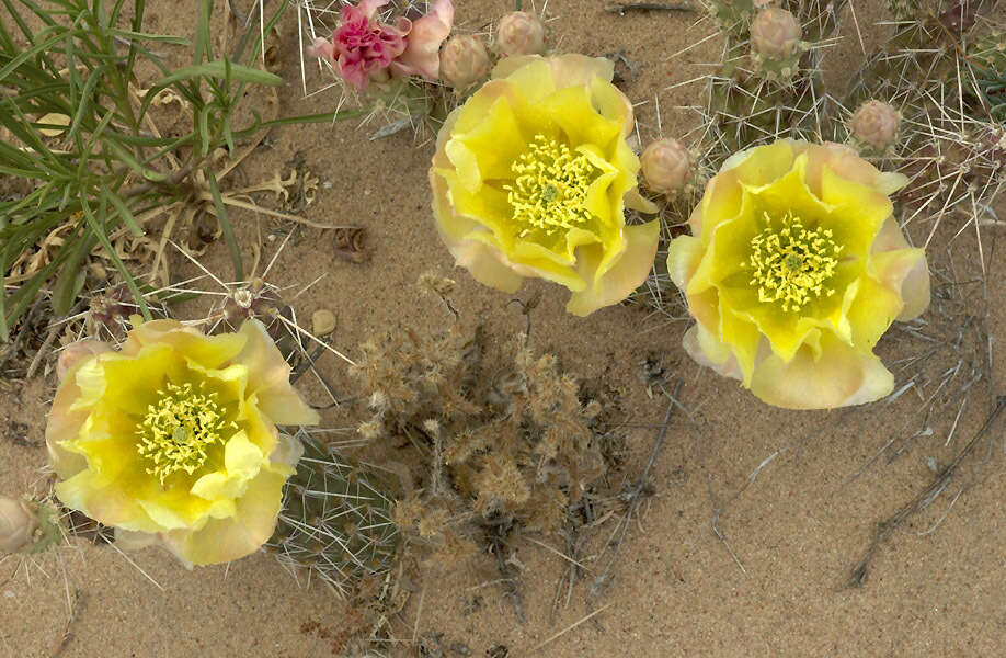 Image of Panhandle Prickly-pear