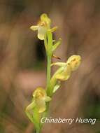 Слика од Platanthera minor (Miq.) Rchb. fil.