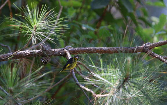 Image of Vietnamese Greenfinch