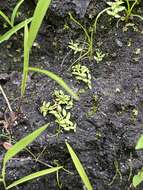 Image of terrestrial water-starwort