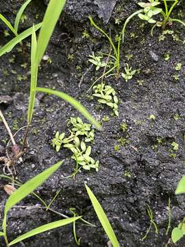 Image of terrestrial water-starwort