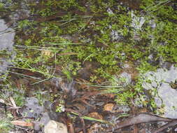 Image of Ranunculus amphitrichus Colenso