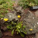 Image of Calendula suffruticosa subsp. maderensis (DC.) R. Govaerts