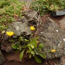 Plancia ëd Calendula suffruticosa subsp. maderensis (DC.) R. Govaerts