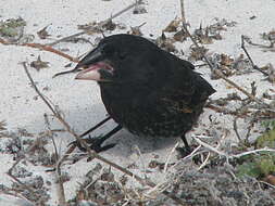 Image of Espanola Cactus Finch