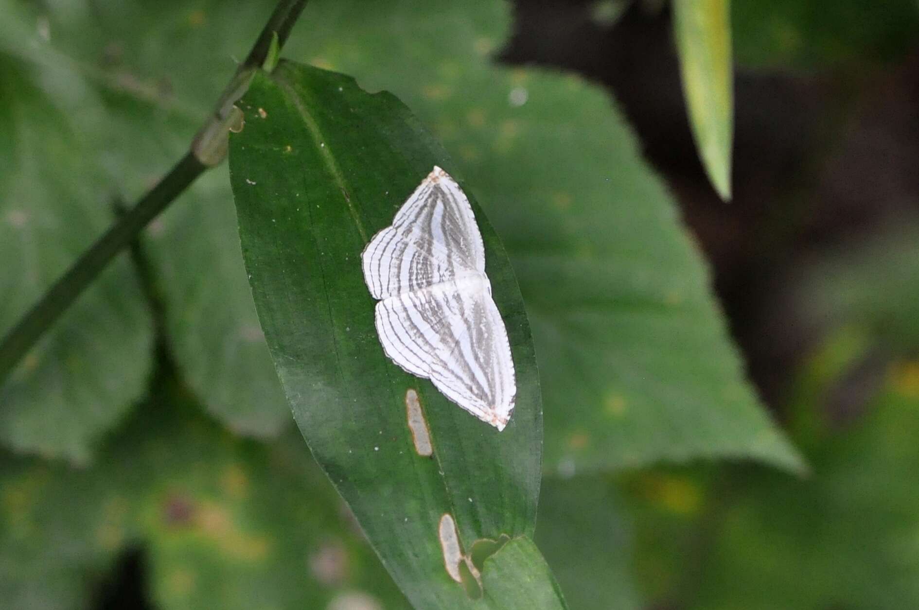 Image of Acropteris iphiata Guenée