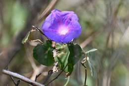 Image of Ipomoea variabilis (Schltdl & Cham.) Choisy