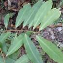 Image of Ardisia bakeri C. T. White