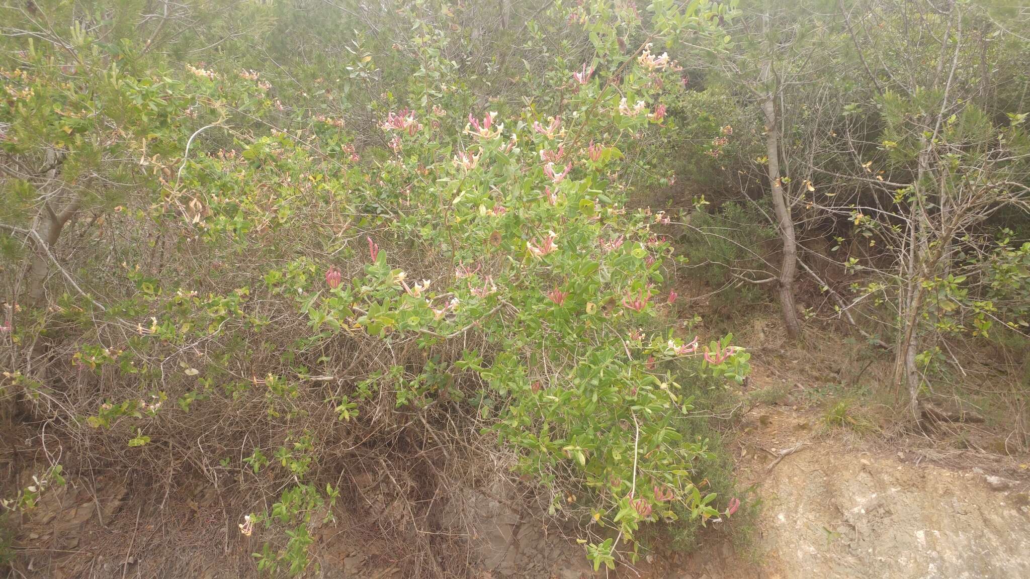 Image of Evergreen Honeysuckle