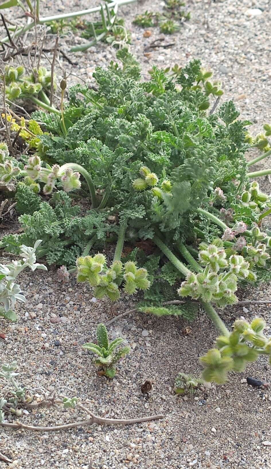 Daucus pumilus (L.) Hoffm. & Link resmi