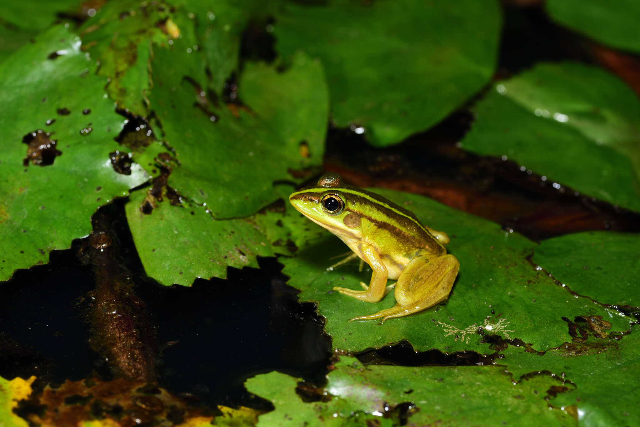 Plancia ëd Pelophylax fukienensis (Pope 1929)