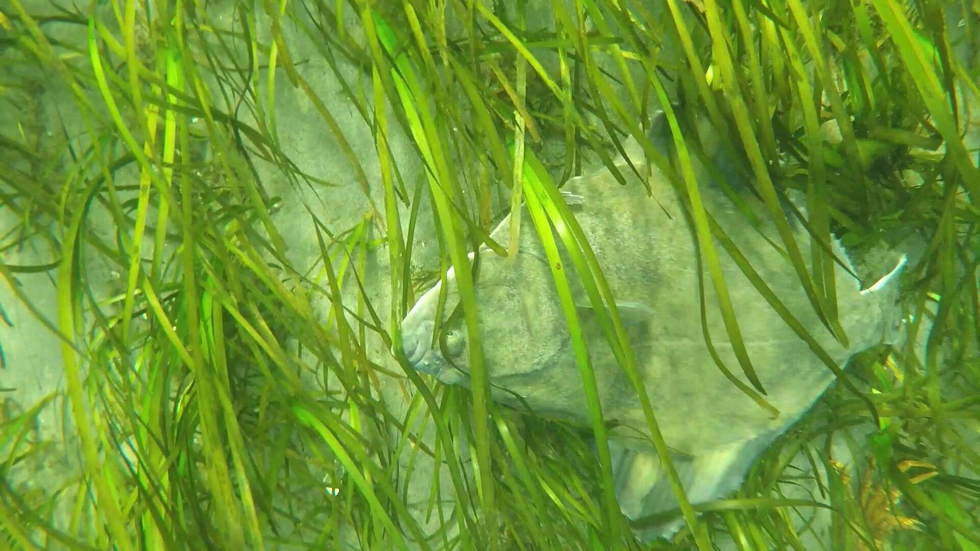 Image of Starry Flounder