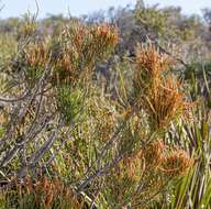 Image of Allocasuarina humilis (Otto & A. Dietr.) L. A. S. Johnson