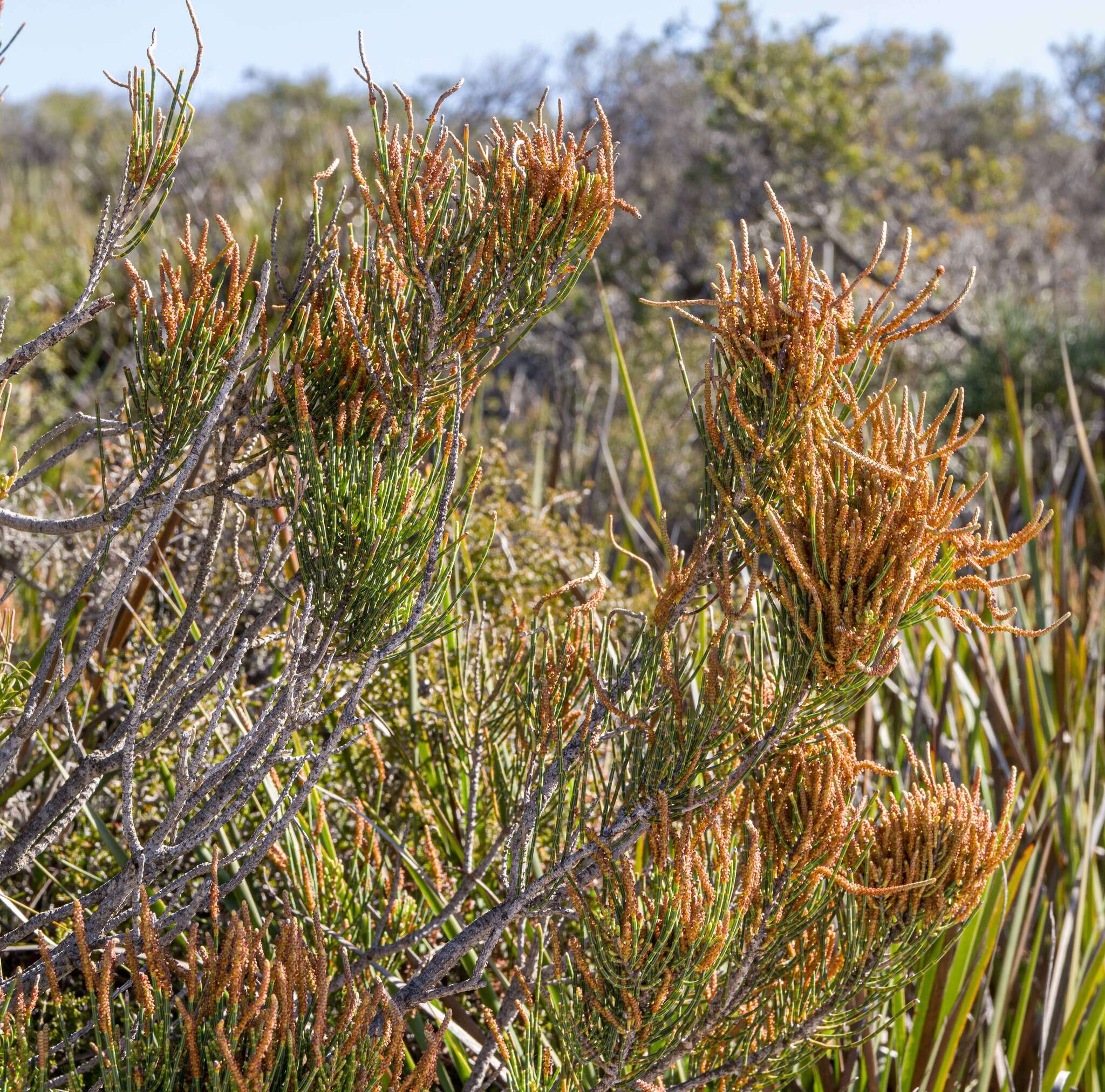 Image of Allocasuarina humilis (Otto & A. Dietr.) L. A. S. Johnson