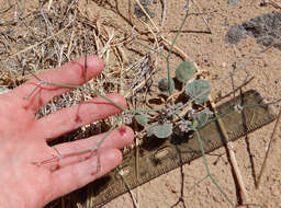 Imagem de Eriogonum rotundifolium Benth.